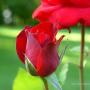 Ijaz Ahmad Photo 25