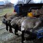 Randall Richardson Photo 38