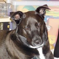 Sharon Schaffer Photo 30