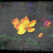 Lynne Ray Photo 27