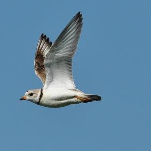 Sue Robison Photo 13