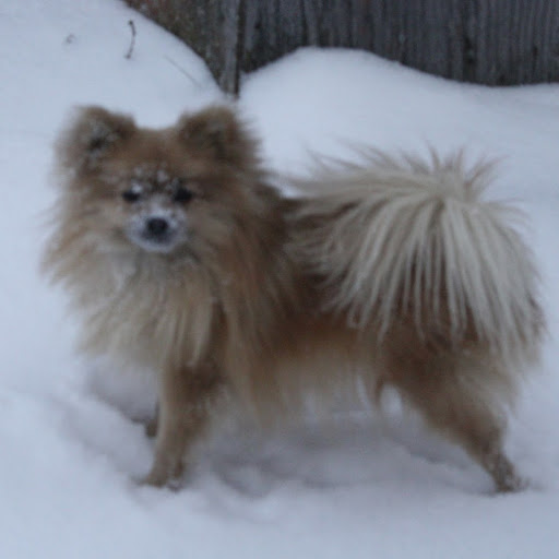 Tracey Pearson Photo 35