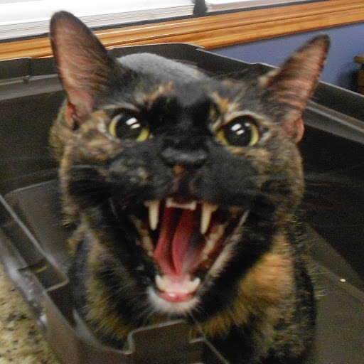 Caroline Carlson Photo 30