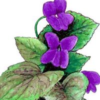 Debbie Fortner Photo 22