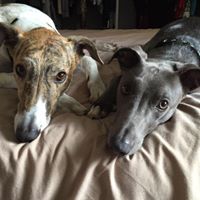 Vicki Knowles Photo 8