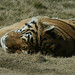 Mike Tiger Photo 32