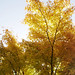 Autumn Ness Photo 6