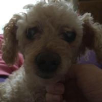 Ricki Reynolds Photo 5