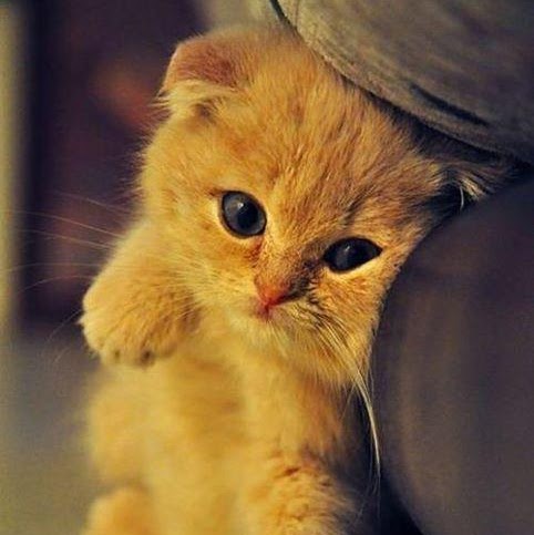 Linda Mccall Photo 26