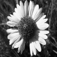 Annette Chaney Photo 7