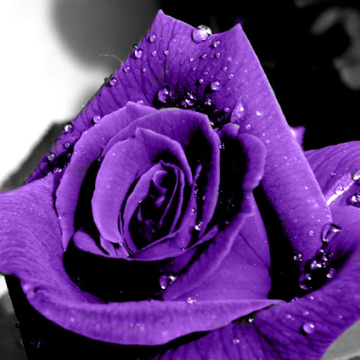 Elizabeth Delossantos Photo 14