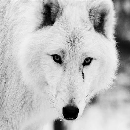 Alex Barrows Photo 9