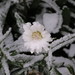 Deborah Lathrop Photo 20