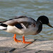 Donald Hunt Photo 39