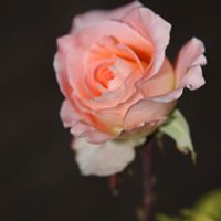 Rosa Schwartz Photo 6
