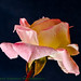 Rose Morning Photo 3
