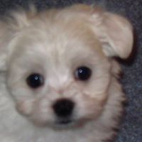 Christine Locke Photo 17