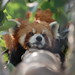 Tan Chang Photo 10