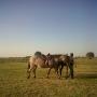 Alice Roberts Photo 24