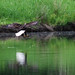 Kenneth Eagle Photo 17
