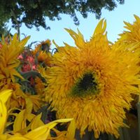 Frances Stanley Photo 23