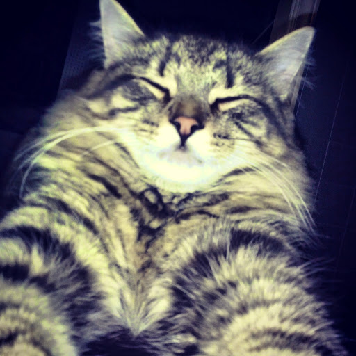 Joseph Shaffer Photo 14