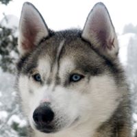 Richard Tremblay Photo 20