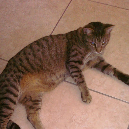 Sharon Justice Photo 9