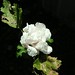 Sharon Whiting Photo 35