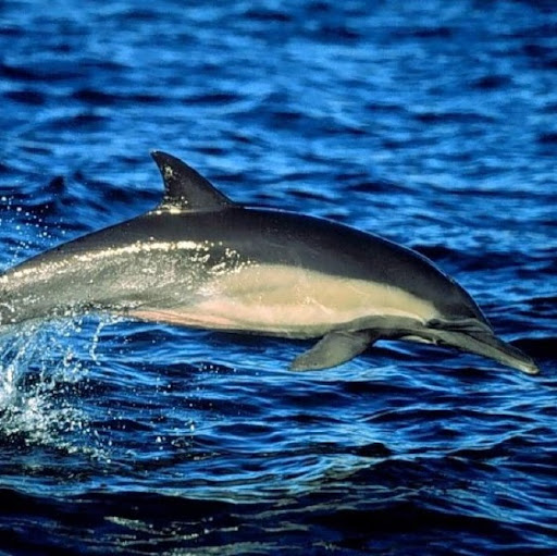 Deqing Zheng Photo 3