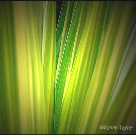 Kelvin Taylor Photo 28