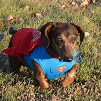 Teresa Wolff Photo 10