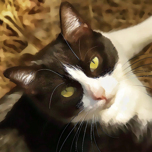 Cheryl Stephenson Photo 12