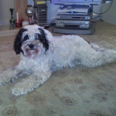 Shirley Wyatt Photo 10