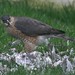 Robin Cooper Photo 36