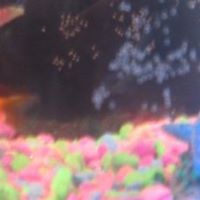 Gilbert Fredrick Photo 2