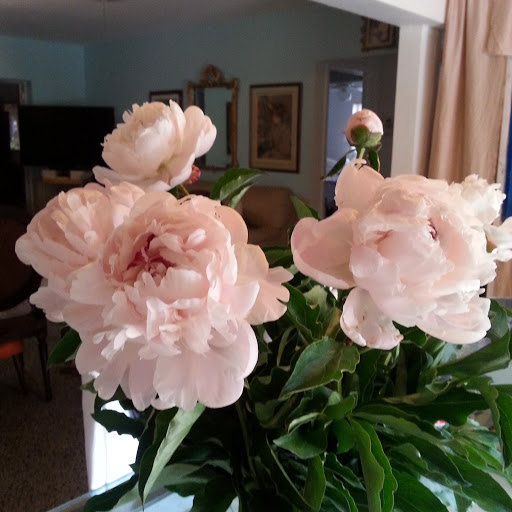 Nancy Boyle Photo 21