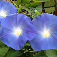 Allison Connors Photo 6