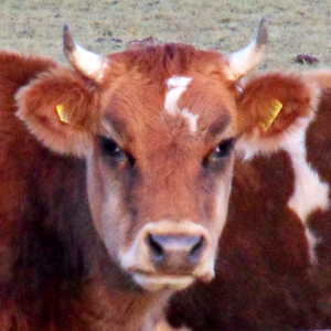 John Layman Photo 47