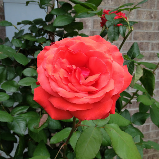 Dina Anderson Photo 32