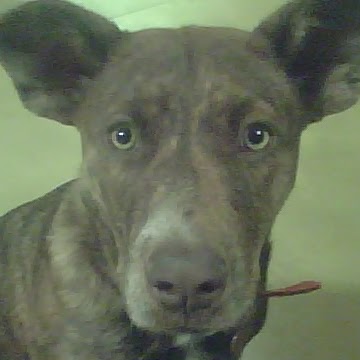 Vicki Carlson Photo 26