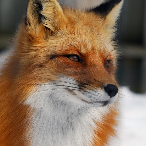 Laurie Fox Photo 32