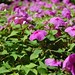 Janet Roder Photo 8