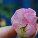 Carol Miller Photo 31