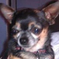 Dianne Cross Photo 14