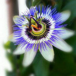 Alicia Moreno Photo 28