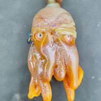 Jacob Robinson Photo 35 Jacob Robinson Photo 35