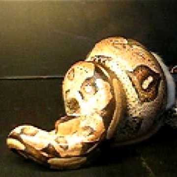 Jordan Mercer Photo 8