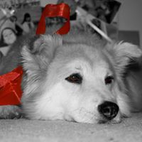 Katrina Dixon Photo 43