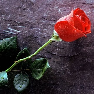 Stephanie Roland Photo 19